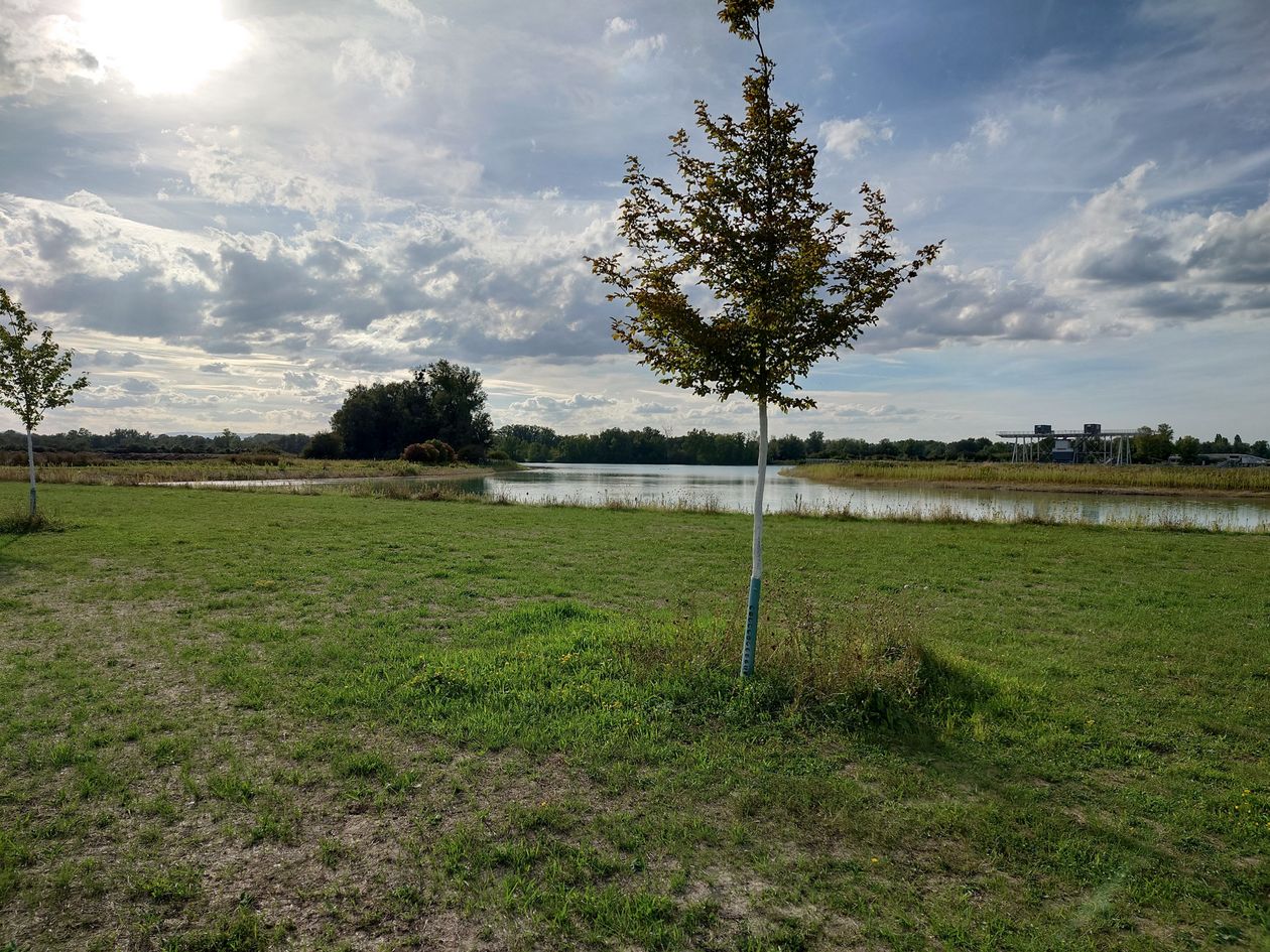Ufer des Fohlengartensees mit Baum und Rheinauenlandschaft
